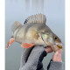 Lucky John Pro Series ULTRA WORM 1.4in PA19, 12шт.