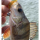 Lucky John Pro Series ULTRA WORM 1.4in PA19, 12шт.