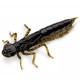 FishUp DRAGONFLY 1.2" 043 - Watermelon Brown/Black, 10шт.