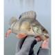 Lucky John Pro Series ULTRA WORM 1.4in PA16, 12шт.