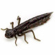 FishUp DRAGONFLY 0.75" 050 - Green Pumpkin Brown/Red & Purple, 12шт.