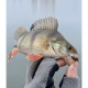 Lucky John Pro Series ULTRA WORM 1.4in PA03, 12шт.