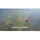 Воблер Rapala Shad Rap SR09HSP Headspin (HSP)